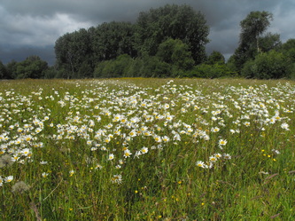 Dorchester on Thames Hurst Water Meadow